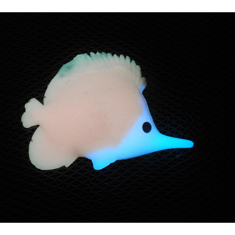 Peixe cor Rosa e Azul Celeste fosforescente Glowe